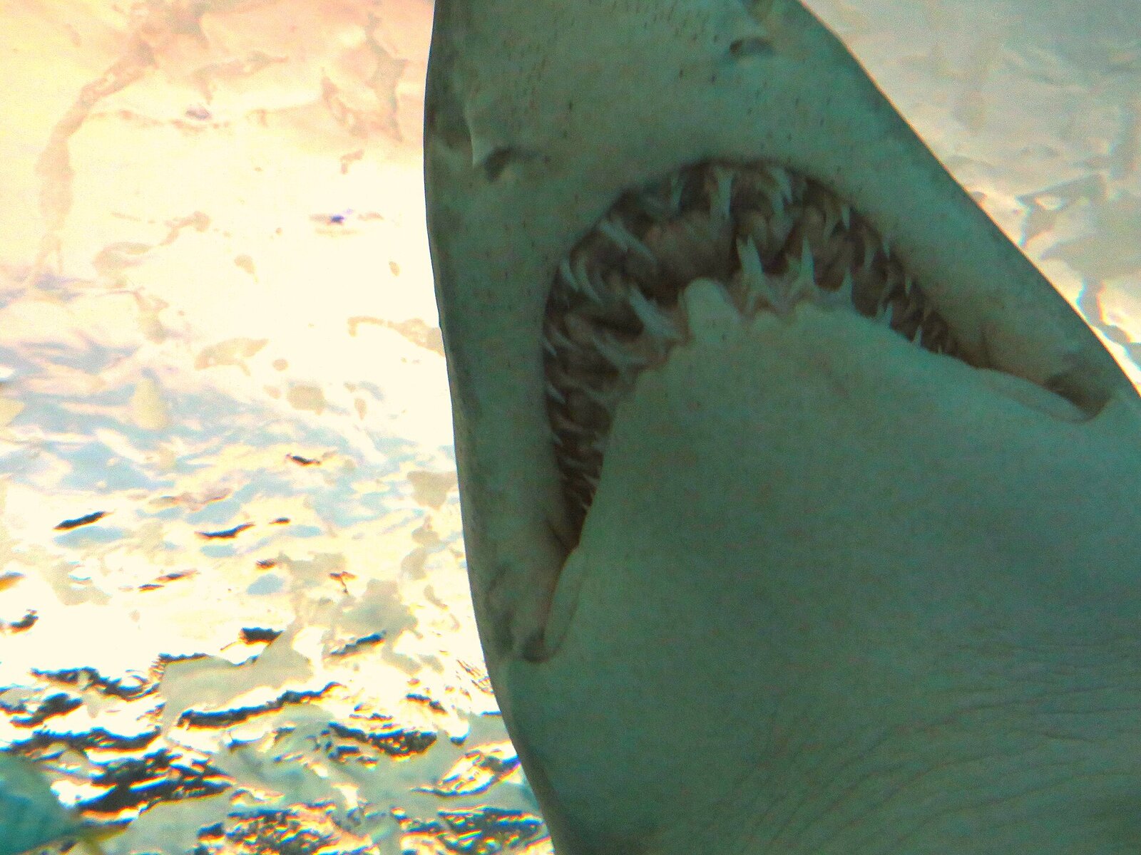 experience sc aquarium